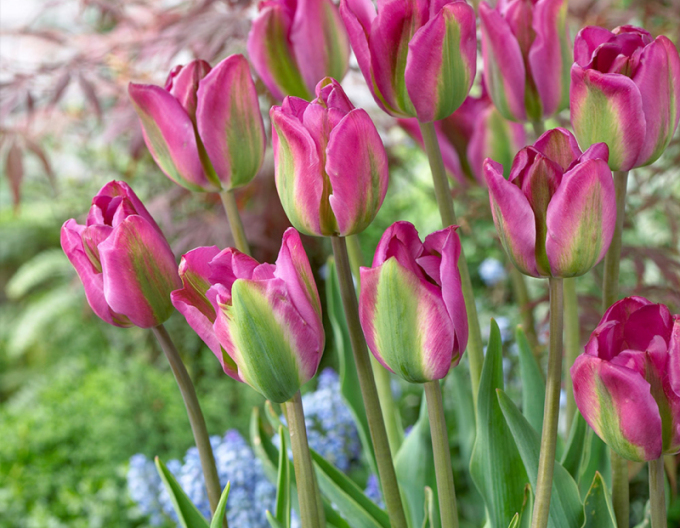 Tulipán zelenokvetý (Viridiflora) ´Nightrider´