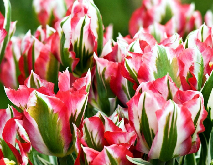 Tulipán zelenokvetý (Viridiflora) ´Esperanto´