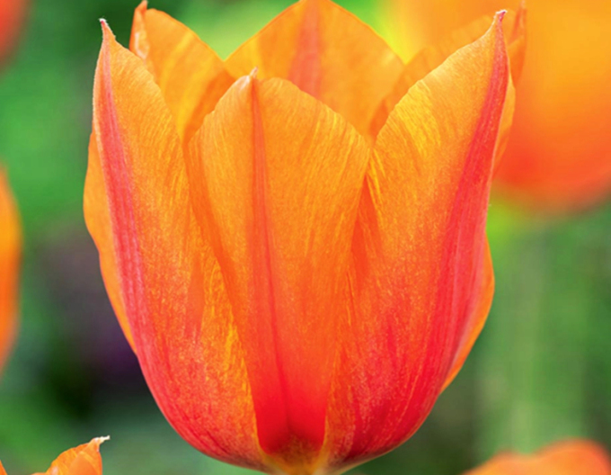 Tulipán Triumph ´El Nino´