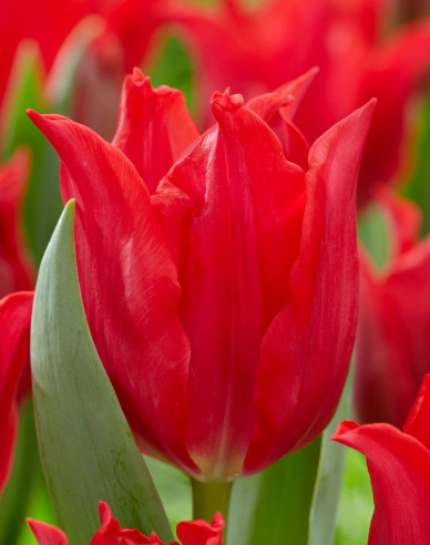 Tulipán ľaliokvetý ´Pretty Woman´