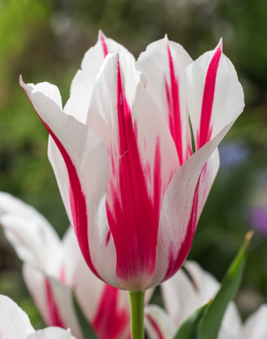 Tulipán ľaliokvetý ´Marilyn´