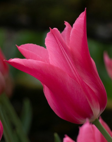 Tulipán ľaliokvetý ´Mariette´
