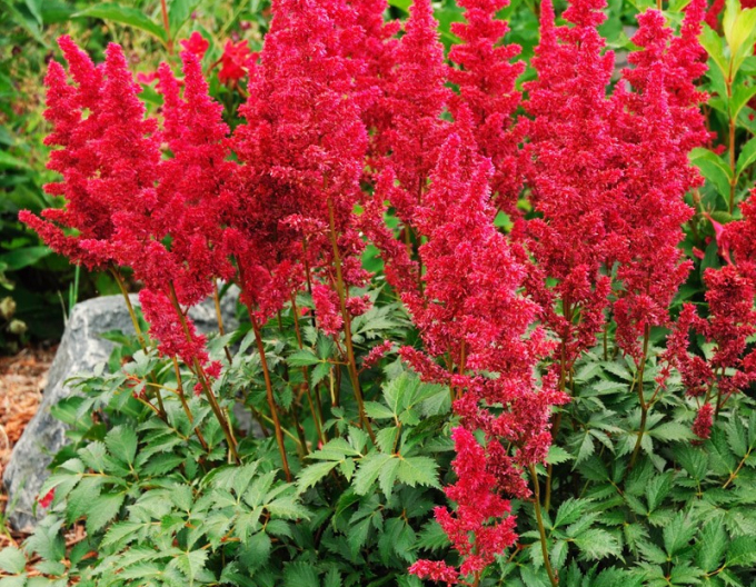 Astilba japonská ’Montgomery’