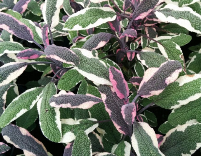 Šalvia lekárska ’Tricolor’