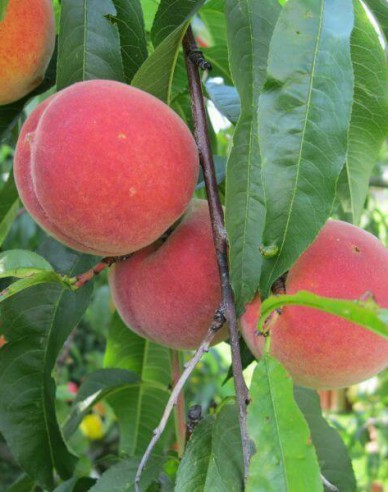 Broskyňa ´Champion´ stredne skorá, podpn. GF677, voľnok.