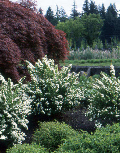 Tavoľník japonský ´Snowmound´