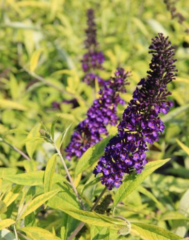Budleja davidii ’Magda´Gold Knight´