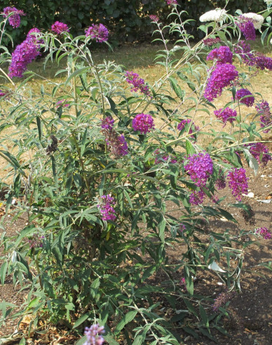 Budleja ´Nanho Purple´