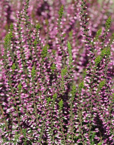 Vres obyčajný ´Freya´