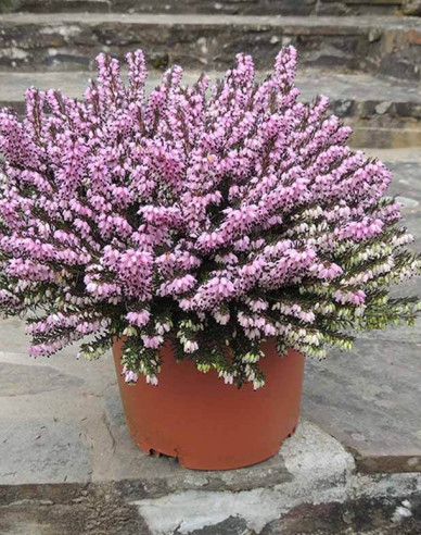 Vresovec pleťový ´Furzey´