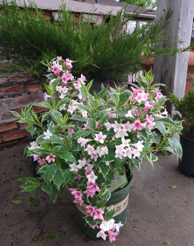 Vajgelia kvetnatá  ´Magical Fantasy´