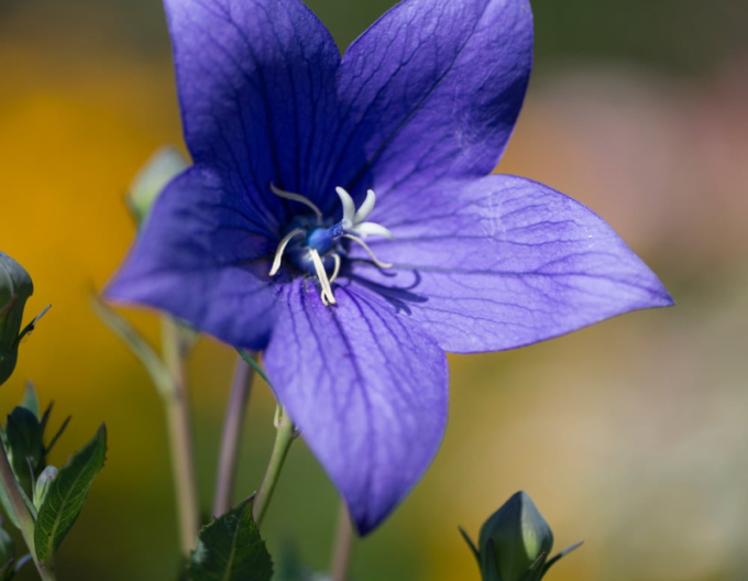 Balónovník veľkokvetý ´Astra Blue´