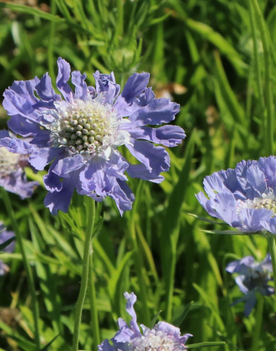 Hlaváč kaukazský ´Perfecta Mid Blue´