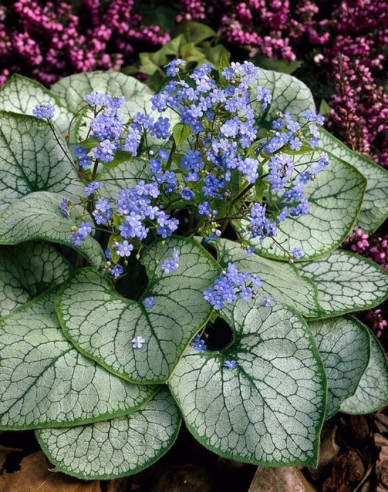 Brunnera veľkolistá ´Alexander´s Great´