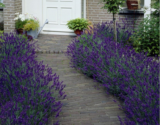 Levanduľa ‘Blue scent Early’