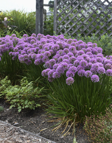 Cesnak okrasný ´Millenium´