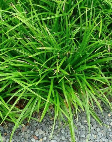 Ostrica japonská ´Irish Green´