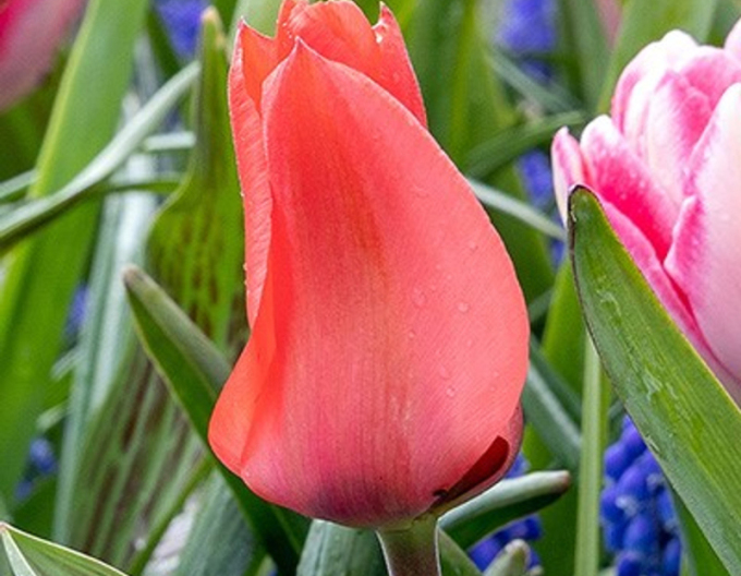 Tulipán greigi ´Oratorio´