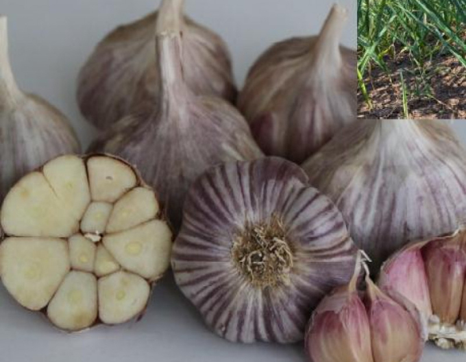 Cesnak Sadbový Ozimný Paličiak ´OTAKAR´ 8 cibúľ