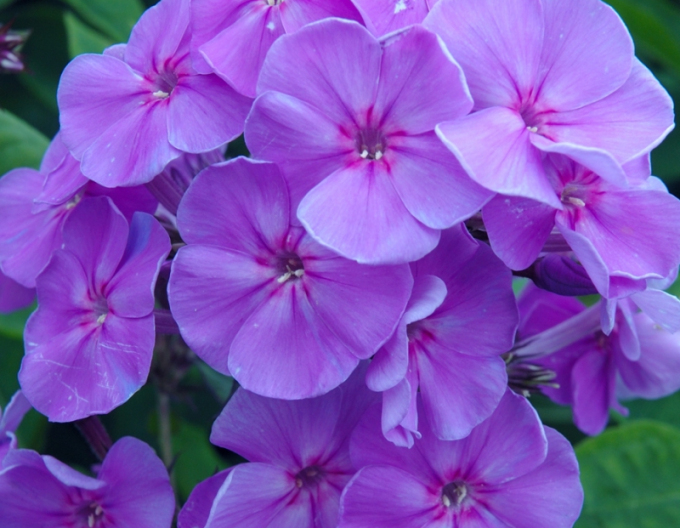 Flox metlinatý  Sweet Summer ’Ocean’