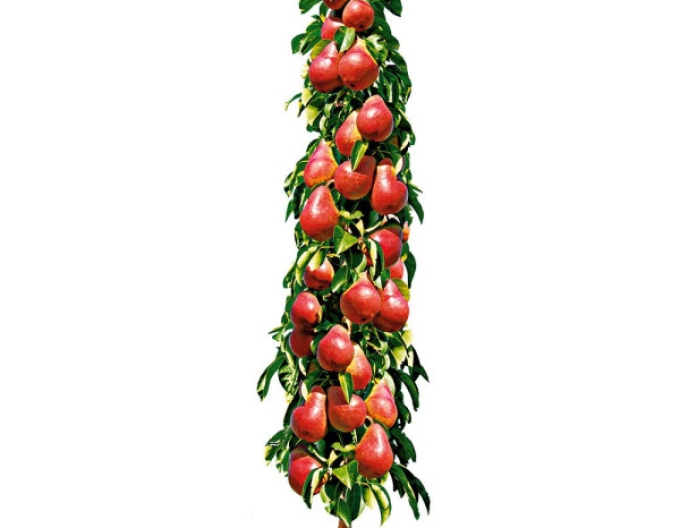 Hruška stĺpová ´Decora´, podp. Dula, kont. 2l