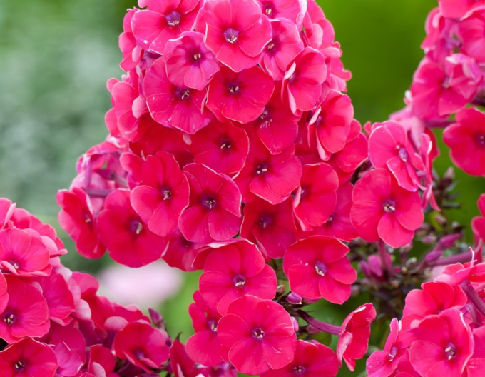 Flox metlinatý  ’Grenadine Dream’