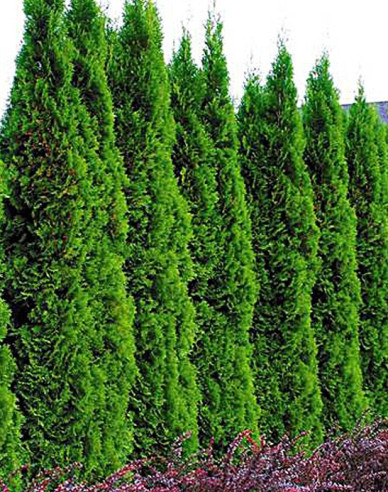 Tuja Smaragdová 120 - 150cm