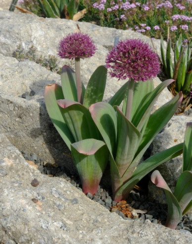 Cesnak okrasný Ostara 1ks