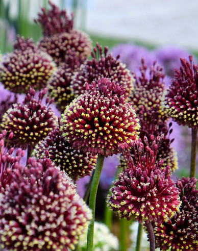 Okrasný Cesnak Red Mohican 1ks