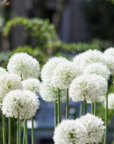 Okrasný Cesnak White Giant 1ks