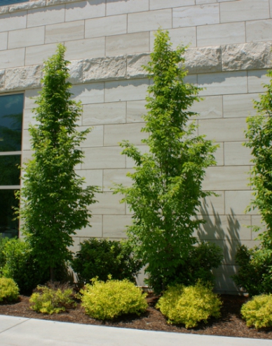 Hrab stĺpovitý ´Fastigiata´