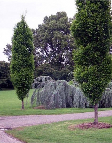 Hrab stĺpovitý ´Fastigiata´