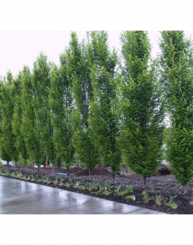 Hrab stĺpovitý ´Fastigiata´