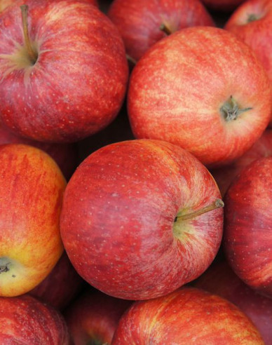 Jabloň ´Gala Mitchgla´ jesenná, podp. MM106, voľnok.