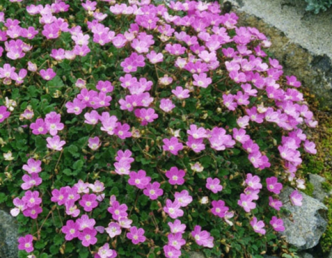 Bocianik  ’Bishop’s Form’