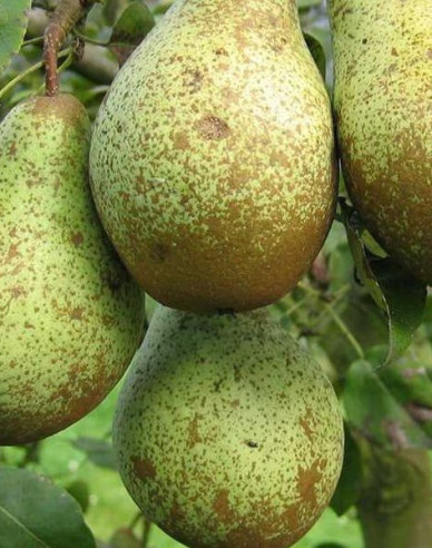 Hruška "Konferencia" jesenná, podp. Hruška planá, voľnok.