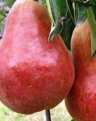 Hruška ´Williamsova Červená´ letná, podp. Hruška planá, voľnok.
