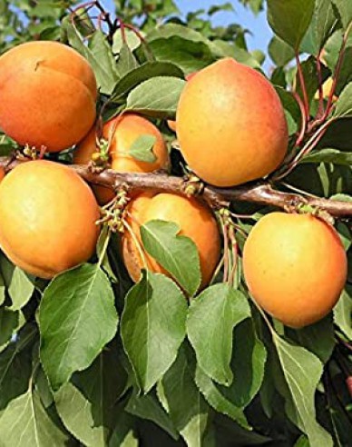 Marhuľa ´Compacta´poloskorá, podp. Myrobalán, voľnok.