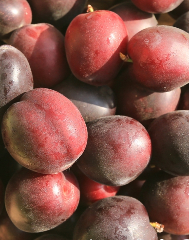 Marhuľo-slivka ´Columnare´, podp. Myrobalán, kont. 5l