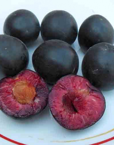 Marhuľo-slivka ´Columnare´, podp. Myrobalán, kont. 5l