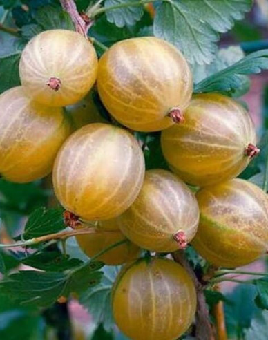 Egreš ´Hinnonmaki Gelb´ stromčekový, kont.2l