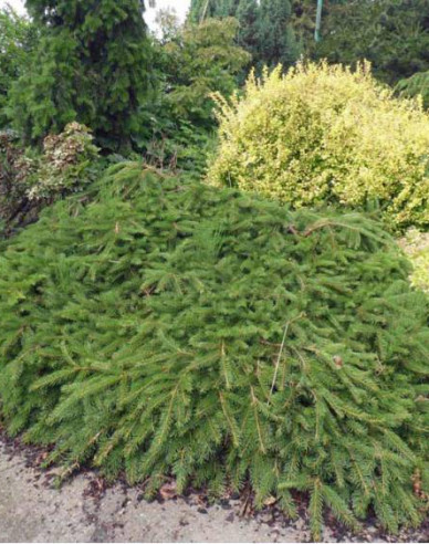 Smrek obyčajný ´Formanek´