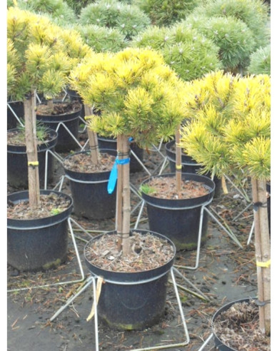 Borovica horská ´Wintergold´ na kmienku