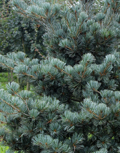 Borovica drobnokvetá