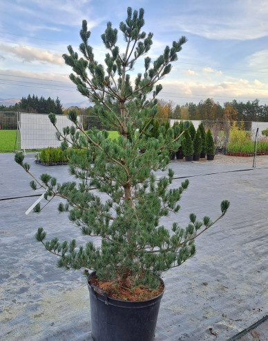 Borovica drobnokvetá