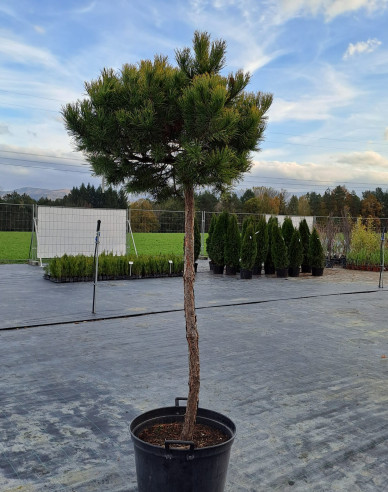 Borovica horská ´Wintergold´ na kmienku