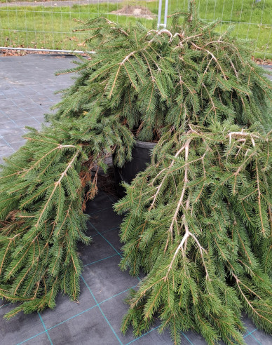 Smrek obyčajný ´Formanek´