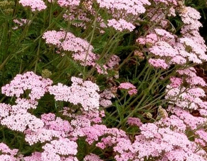 Rebríček ´Appleblossom´