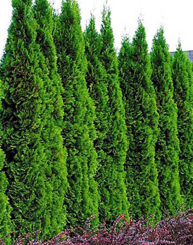 Tuja Smaragdová 180 - 200cm