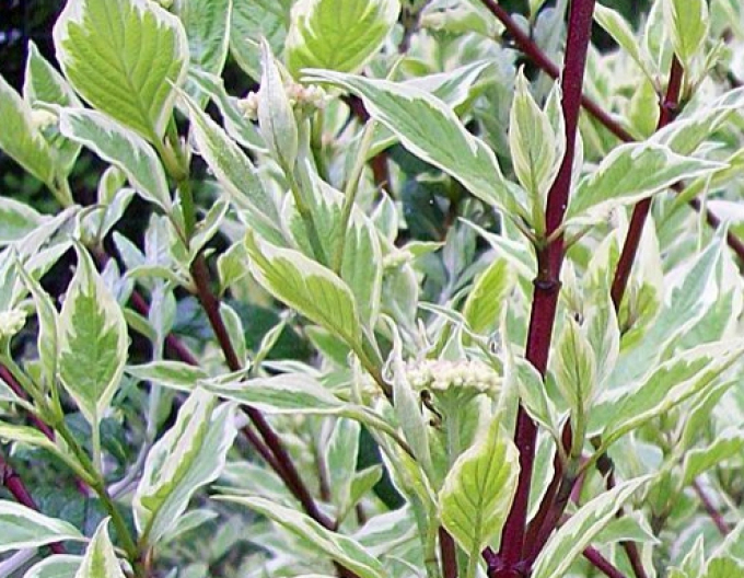 Svíb biely "ELEGANTISSIMA"